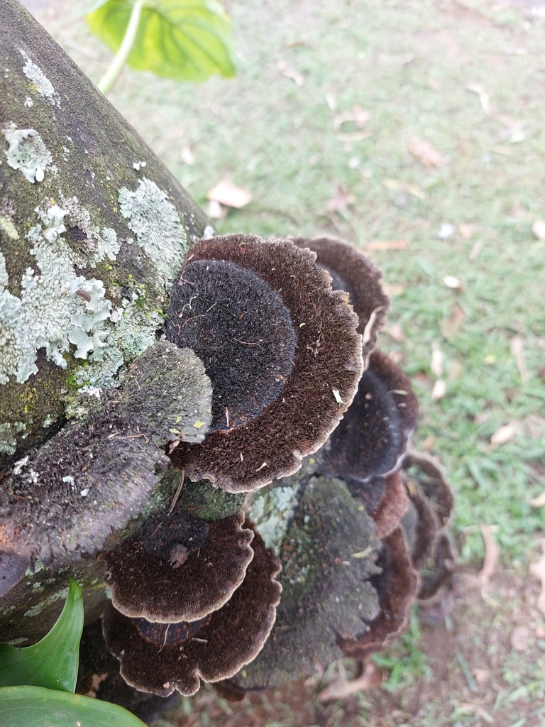 Hexagonia hydnoides · October 2023 · photo: © danielsd (iNaturalist, cc-by-nc)