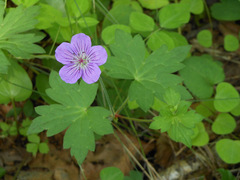 Geranium wlassovianum