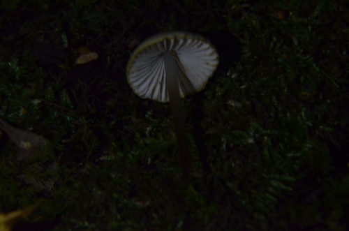 Mycena inclinata (Photo 3 of 3)