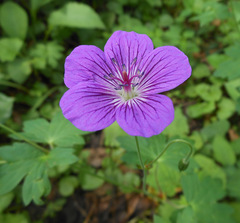Geranium wlassovianum