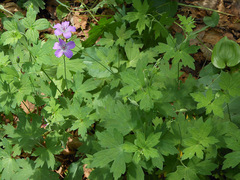 Geranium wlassovianum
