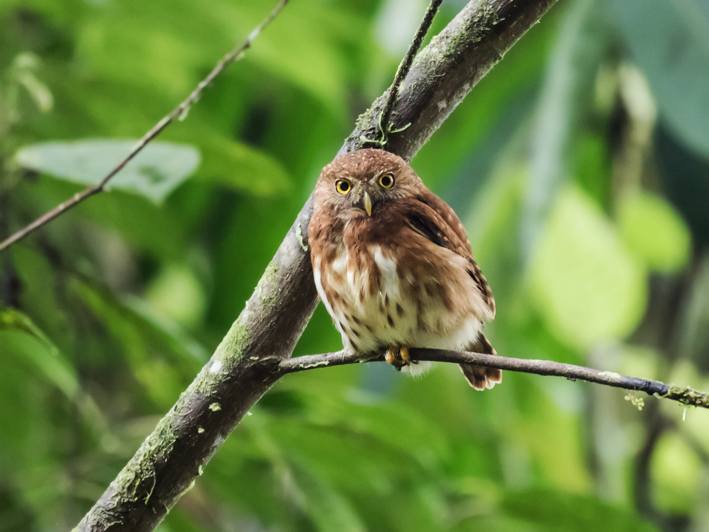 Cloud-forest Pygmy-Owl photo