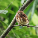 Cloud-forest Pygmy-Owl - Photo (c) Nick Athanas, some rights reserved (CC BY-NC-SA)
