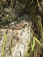 Oligosoma kokowai