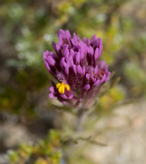 Castilleja exserta venusta