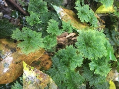 Dendrohypopterygium filiculiforme