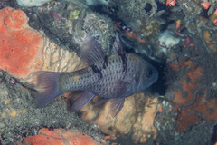 Pristicon trimaculatus
