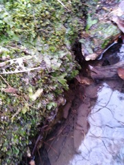 Conocephalum conicum