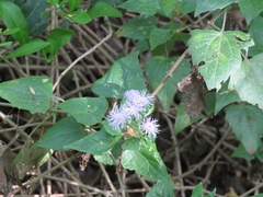 Tamaulipa azurea