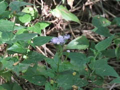 Tamaulipa azurea