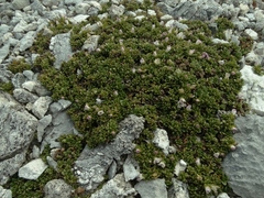 Veronica planopetiolata