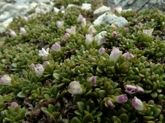 Veronica planopetiolata