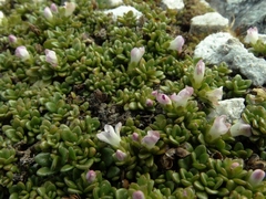 Veronica planopetiolata