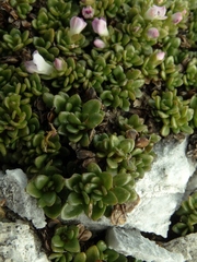 Veronica planopetiolata