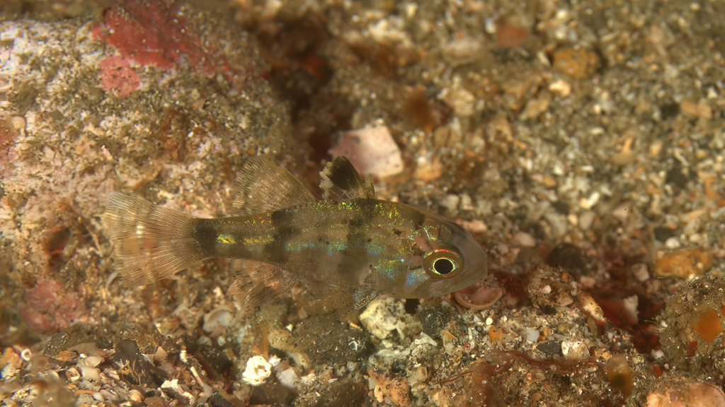 Cryptic Cardinalfish (Apogonichthyoides umbratilis)