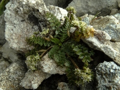 Gingidia decipiens