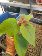 Actinidia