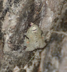 Maliattha concinnimacula