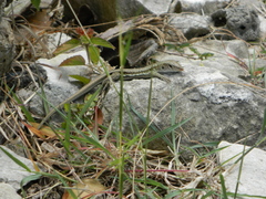 Pholidoscelis griswoldi