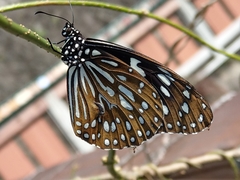 Tirumala limniace limniace