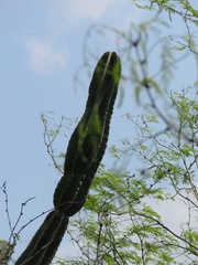 Cereus