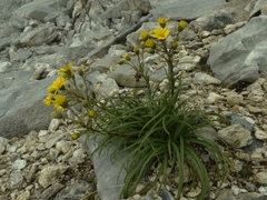 Dolichoglottis lyallii