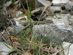 Pholidoscelis griswoldi