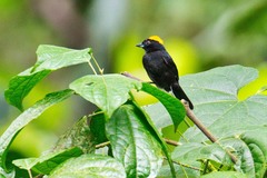 Tachyphonus delatrii