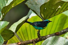 Dacnis lineata
