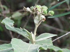 Solanum erianthum