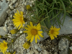 Dolichoglottis lyallii