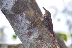 Xiphorhynchus lachrymosus