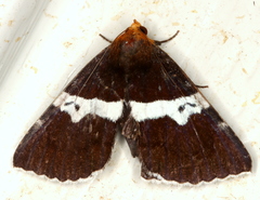 Buzara frontinus