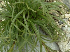 Dolichoglottis lyallii