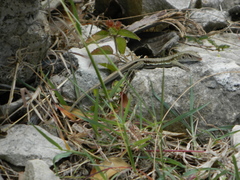 Pholidoscelis griswoldi