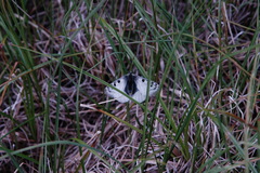 Parnassius phoebus apricatus