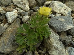 Ranunculus × baughanii