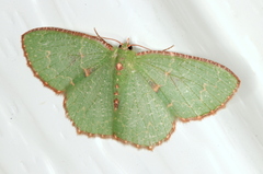 Eucyclodes metaspila