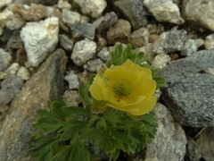 Ranunculus × baughanii