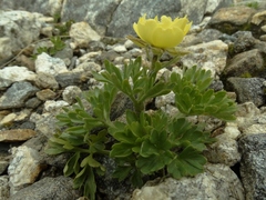 Ranunculus × baughanii