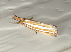 Hednota bivittella