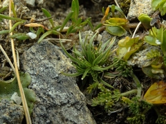 Colobanthus strictus