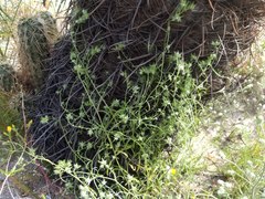 Cryptantha nevadensis