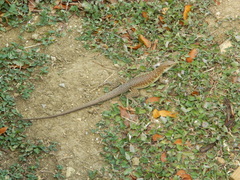 Pholidoscelis griswoldi
