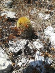 Coryphantha erecta