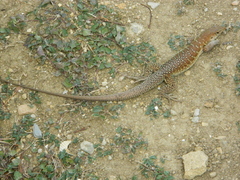 Pholidoscelis griswoldi