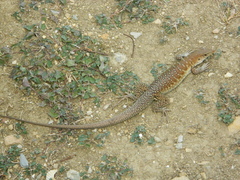 Pholidoscelis griswoldi
