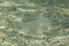 Scolopsis ciliata