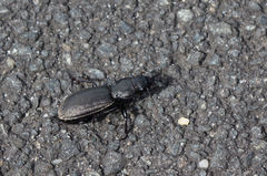Mecodema sculpturatum
