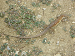 Pholidoscelis griswoldi